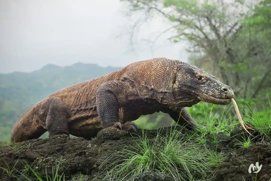 Visit Komodo on a 2 Days 1 Night Sharing Cost Trip