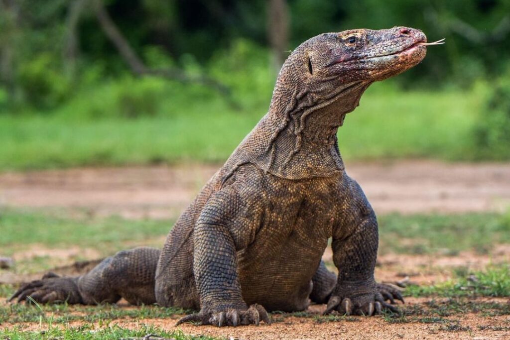Komodo Tour Package 4D3N – Complete & Comfortable